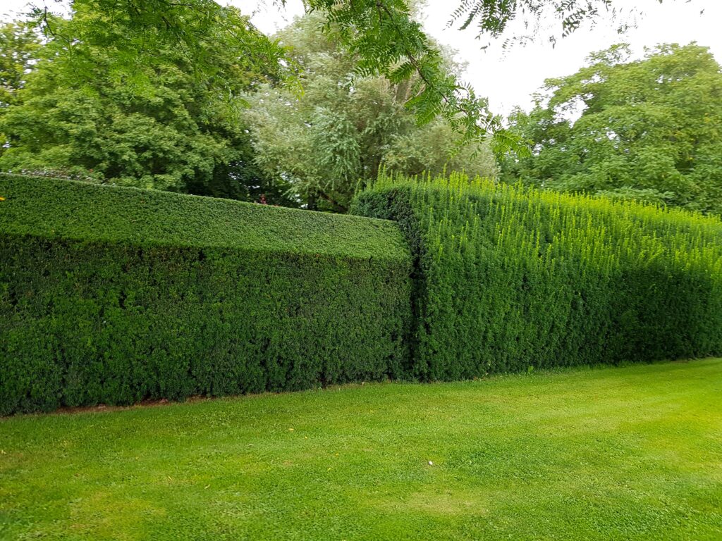przycinanie żywopłotów krakow Cracow Lawn Pros